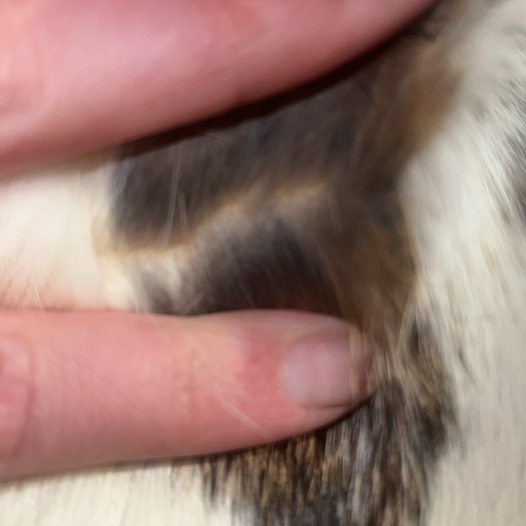 Vintage genuine rabbit fur cream tan brown mid length coat - Picture 4 of 17